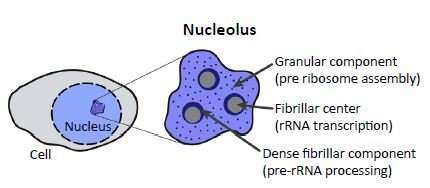 <p>ribosomes </p>