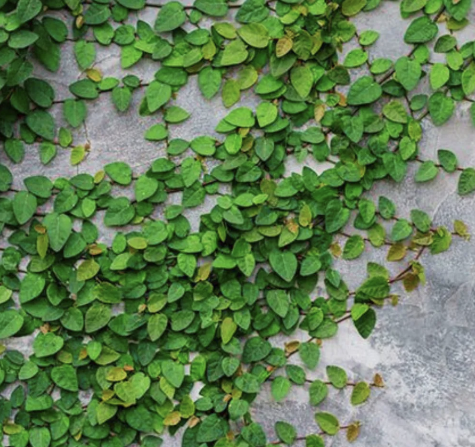 <p>Climbing/creeping fig</p>