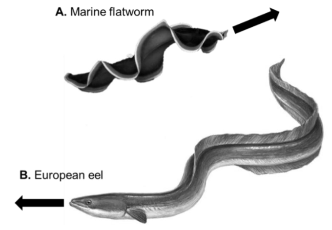 <p>In the image above, which animal does not have specialized organs for respiration?</p>