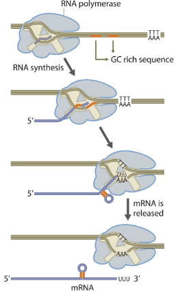 <ul><li><p>The RNA transcript forms a <strong>GC-rich hairpin loop</strong> followed by a series of <strong>uracils (poly-U tail)</strong>.</p></li><li><p>The hairpin causes RNA polymerase to pause.</p></li><li><p>The weak A–U base pairing between RNA and DNA makes the RNA-DNA hybrid unstable.</p></li><li><p>The RNA transcript dissociates, ending transcription.</p></li></ul><p></p>