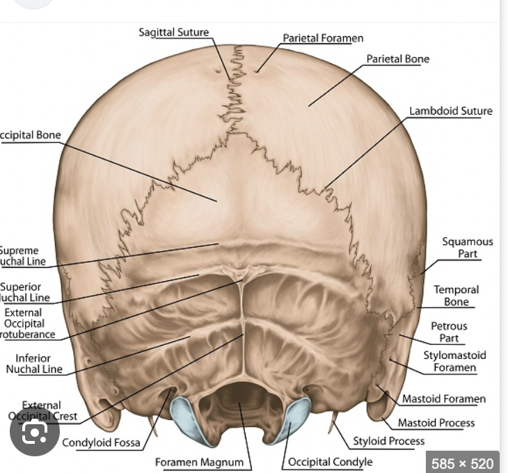 <p>superior nuchal line</p>