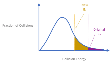 <ul><li><p>Only the particles that are represented by the area to the right of the activation energy will react when they collide.</p></li></ul><p></p><p></p><ul><li><p>When the catalyst is used, an alternative route is provided with a lower activation energy. This is represented by the shift in the line, labelled activation energy, to the left.</p></li></ul><p></p><p></p><ul><li><p>According to the Maxwell Boltzmann distribution, using a catalyst increases the proportion of particles that have sufficient energy (at least the activation energy) to react. This can be observed from the shaded region which increases in area when the catalyst is used.</p></li></ul><p></p><p></p><ul><li><p>As a result of there being a greater proportion of particles having sufficient energy to react, the rate of reaction increases.</p></li></ul>