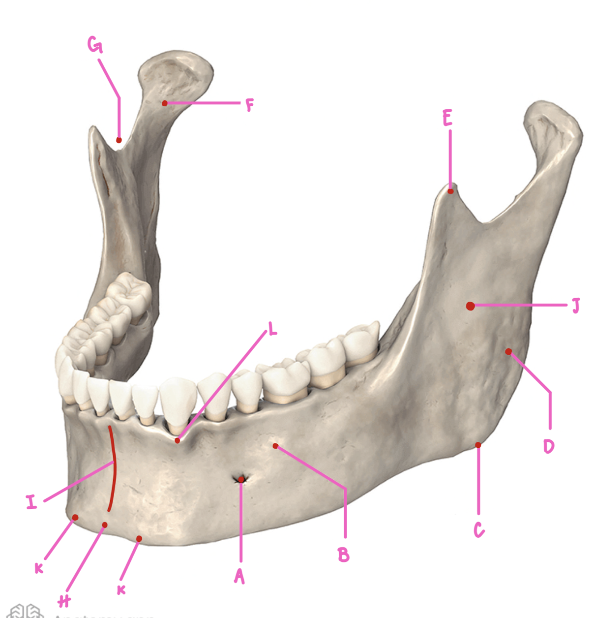 <p>Name the part of the mandible labeled C</p>