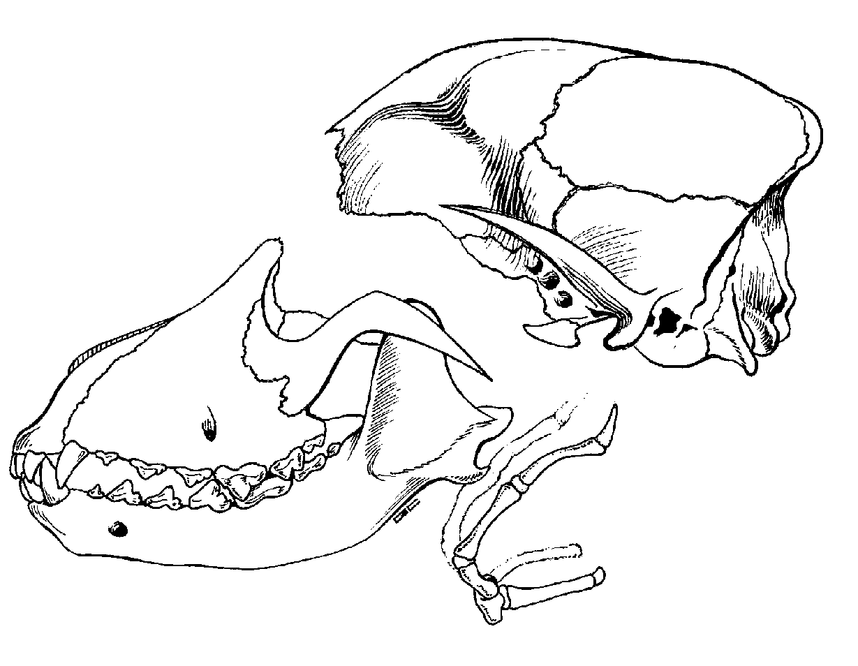<p>Cranial Bones: External </p>