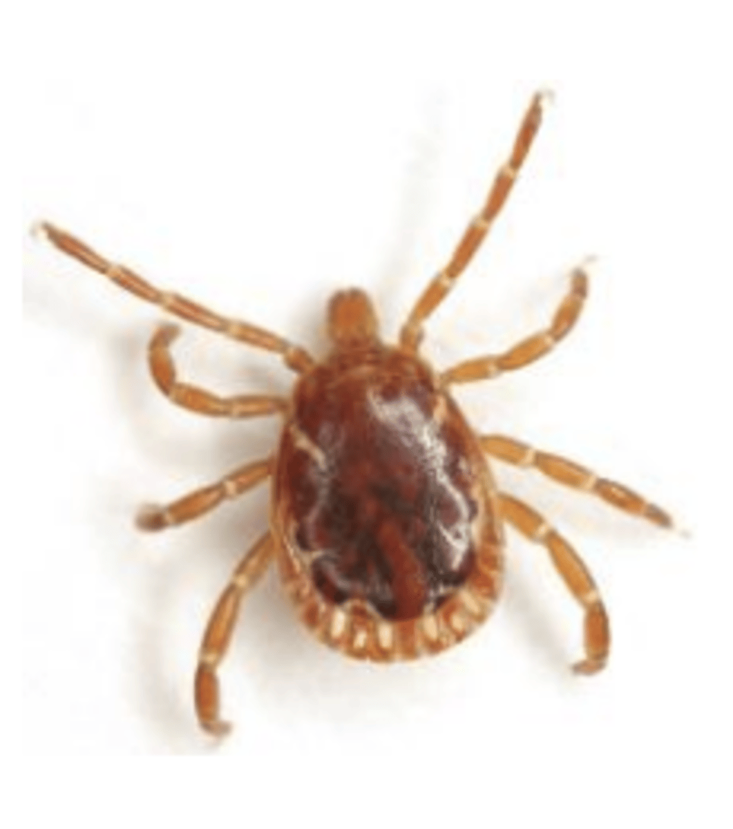 <p>Amblyomma americanum</p>