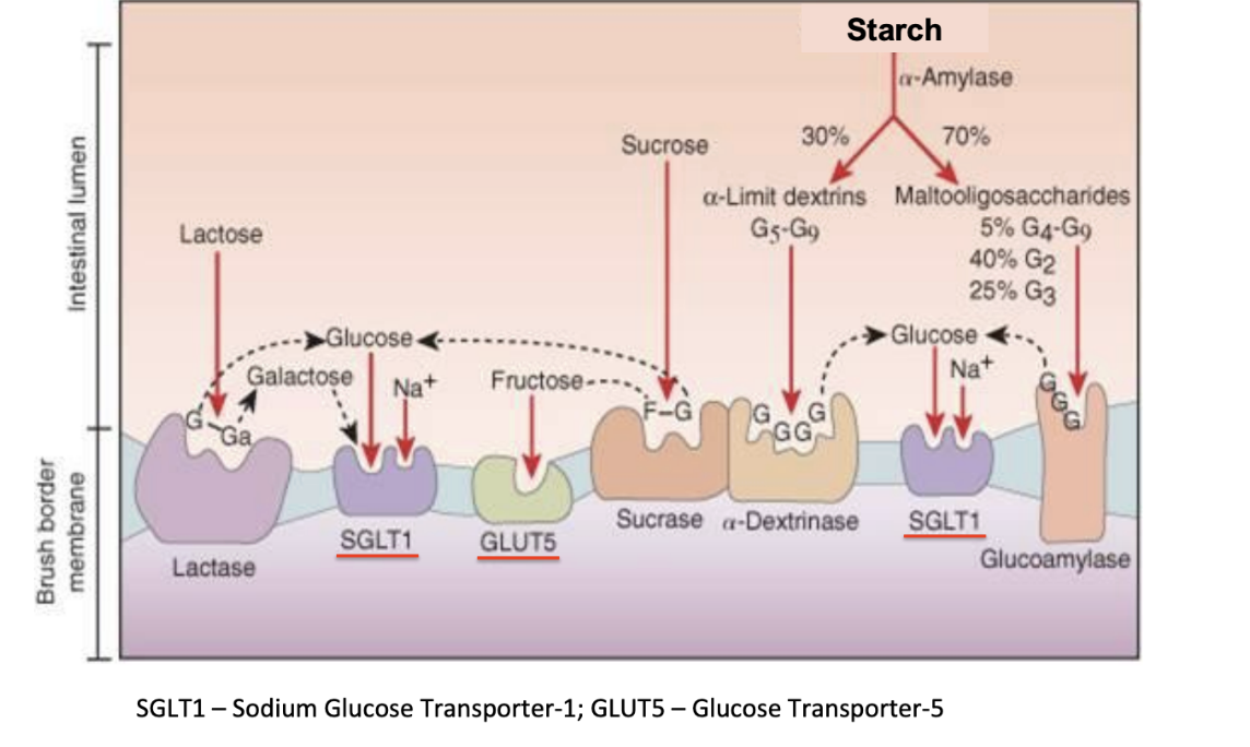 <p>a-dextrinase, glucoamylase</p>