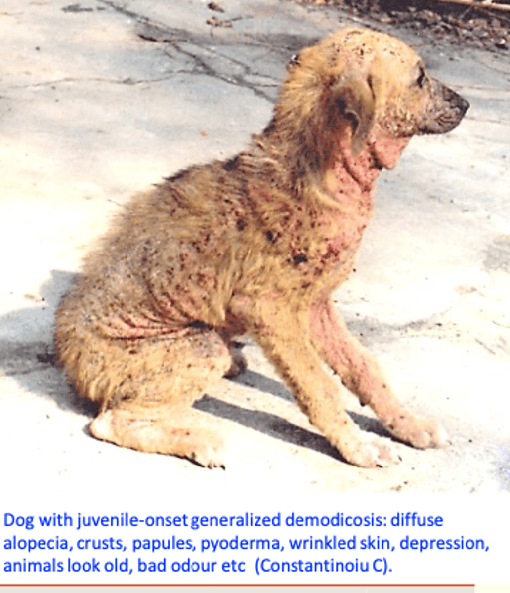 <p>•More than 6 focal lesions, involvement of two or more body regions or involvement of two or more feet;</p><p>• Very serious skin disease that might be life threatening;</p><p>• Treatment used to be lengthy and expensive → treatment failures were common;</p><p>Juvenile-onset demodcosis: onset in young dogs, usually between 3 and 18-24 months;</p><p>a)b) Adult-onset demodicosis: onset in dogs older</p><p>than 18-24 months of age;</p>
