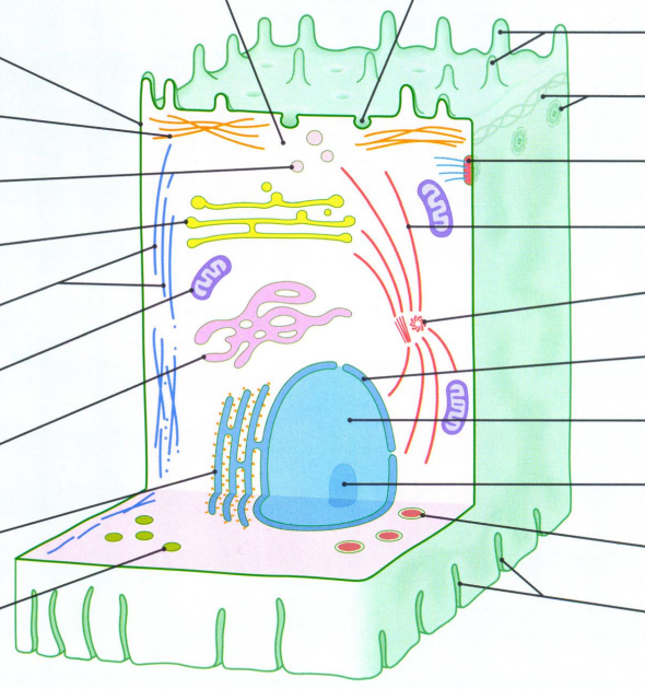 <p>Name the main constituents of a cell</p>