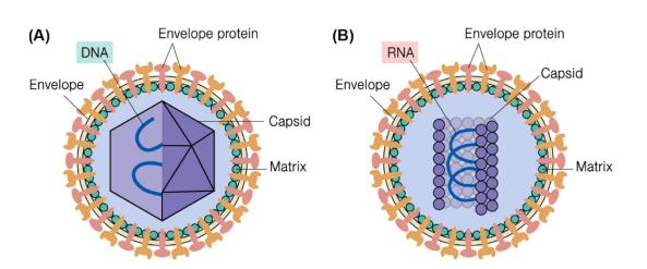 Labeled Human or Animal Virus