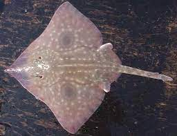 * diamond shape
* two large eye-spots on each wing
* max. size is 6 ft.