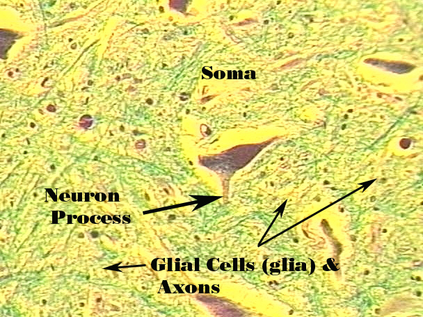 <p>Nervous Tissue</p>