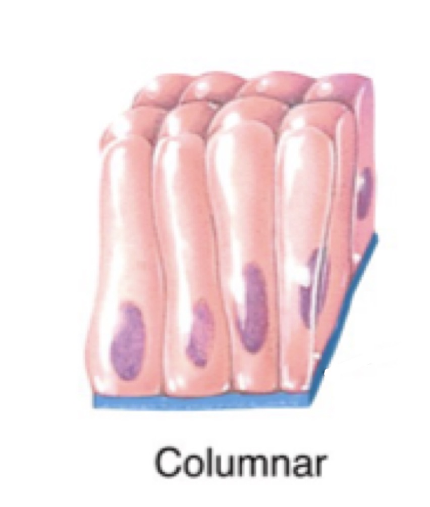 <p>long column like cells</p>