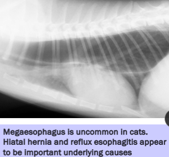 <ul><li><p><span style="background-color: transparent;"><strong><span>Et: </span></strong><u><span>Congenital,</span></u></span><span style="background-color: transparent; color: green;"><u><span> Idiopathic (#1 dogs),</span></u></span><span style="background-color: transparent;"><u><span> MG, Hiatal hernia, Reflux esophagitis</span></u></span></p><ul><li><p>R/O: Esophageal Obstruction → cause diffusely dilated esophagus</p></li></ul></li></ul><ul><li><p><span style="background-color: transparent;"><strong><span>Sig: </span></strong></span></p><ul><li><p><span style="background-color: transparent;"><strong><span>Congenital: </span></strong><span>kittens + GSD/Shar Pei puppies</span></span></p></li><li><p><span style="background-color: transparent;"><strong><span>Acquired:</span></strong><span> GSD, Golden</span></span></p></li></ul></li><li><p><span style="background-color: transparent;"><strong><span>Cs:</span></strong></span><span style="background-color: transparent; color: red;"><strong><span> Regurg </span><u><span>after weaning</span></u><span>, Diffuse dilation, weight loss</span></strong></span></p><ul><li><p><span style="color: red;"><strong><span>Cats:</span></strong></span> Uncommon, Hiatal hernia and reflux esophagitis underlaying causes</p></li></ul></li><li><p><span style="background-color: transparent;"><strong><span>Dt:</span></strong><span> lab work, </span><u><span>Rads</span></u><span>, barium esophagram, </span></span><span style="background-color: transparent; color: green;"><span>AchR antibody (MG 25%)**,</span></span><span style="background-color: transparent;"><span> cortisol, lead, thyroid</span></span></p></li></ul><ul><li><p><span style="background-color: transparent;"><strong><span>Tx: </span><u><span>upright feeding (Bailey chair)</span></u></strong><span>, small soft meals,</span><strong><span> G tube feeding</span></strong><span>, pyridostigmine (MG), immunosuppressives (MG)</span></span></p><ul><li><p><span style="background-color: transparent;"><u><span>Avoid promotility agents</span></u></span></p></li></ul></li><li><p><span style="background-color: transparent;"><strong><span>Px:</span></strong><span> May improve but not normal</span></span></p><ul><li><p><span style="background-color: transparent;"><span>better w/ MG, </span><u><span>recurrent pneumonia</span></u></span></p></li></ul></li></ul><p></p>