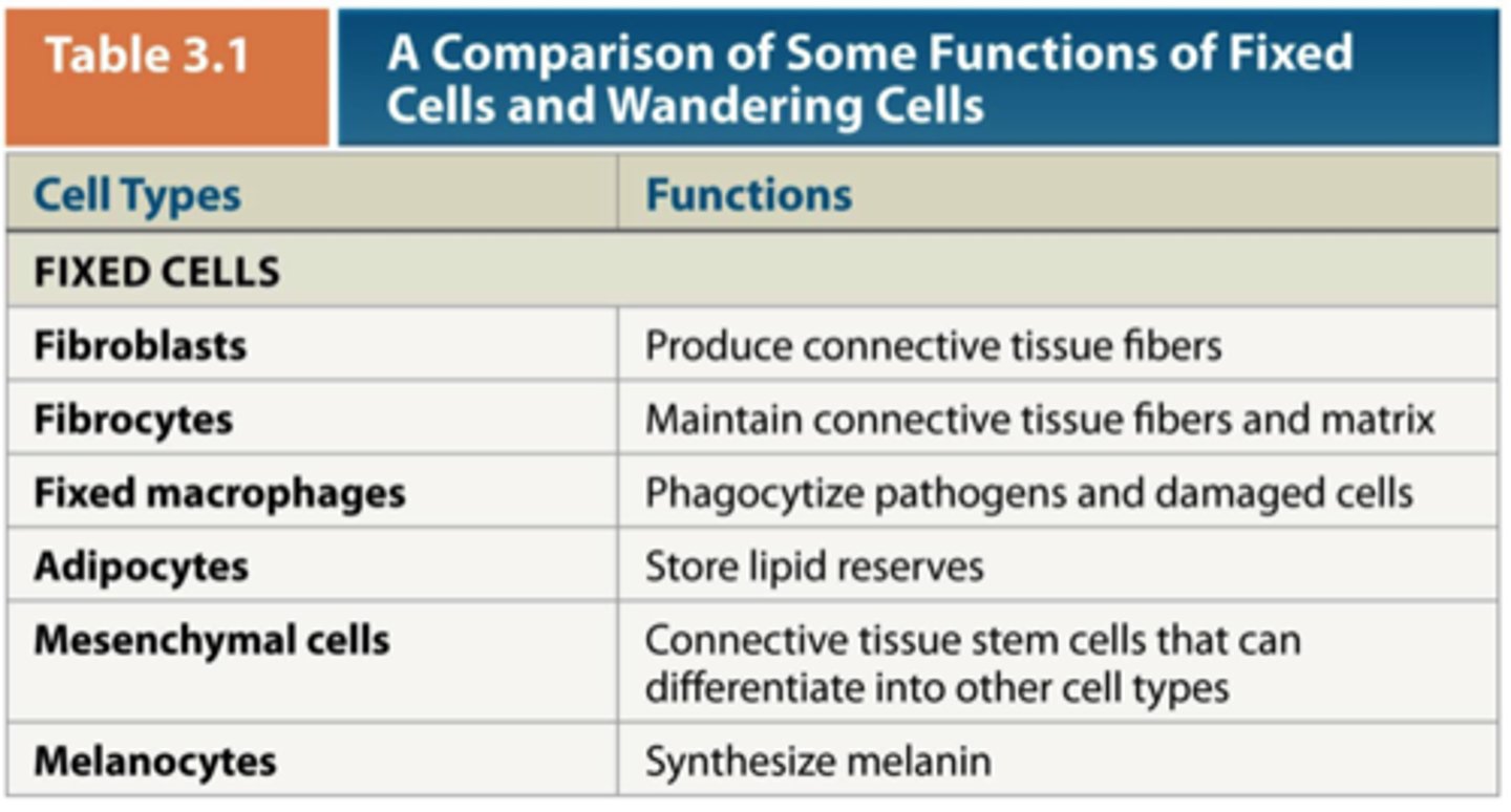 <p>Fibroblasts</p><p>Fixed macrophages</p><p>Adipocytes</p><p>Mesenchymal cells</p><p>Melanocytes</p>
