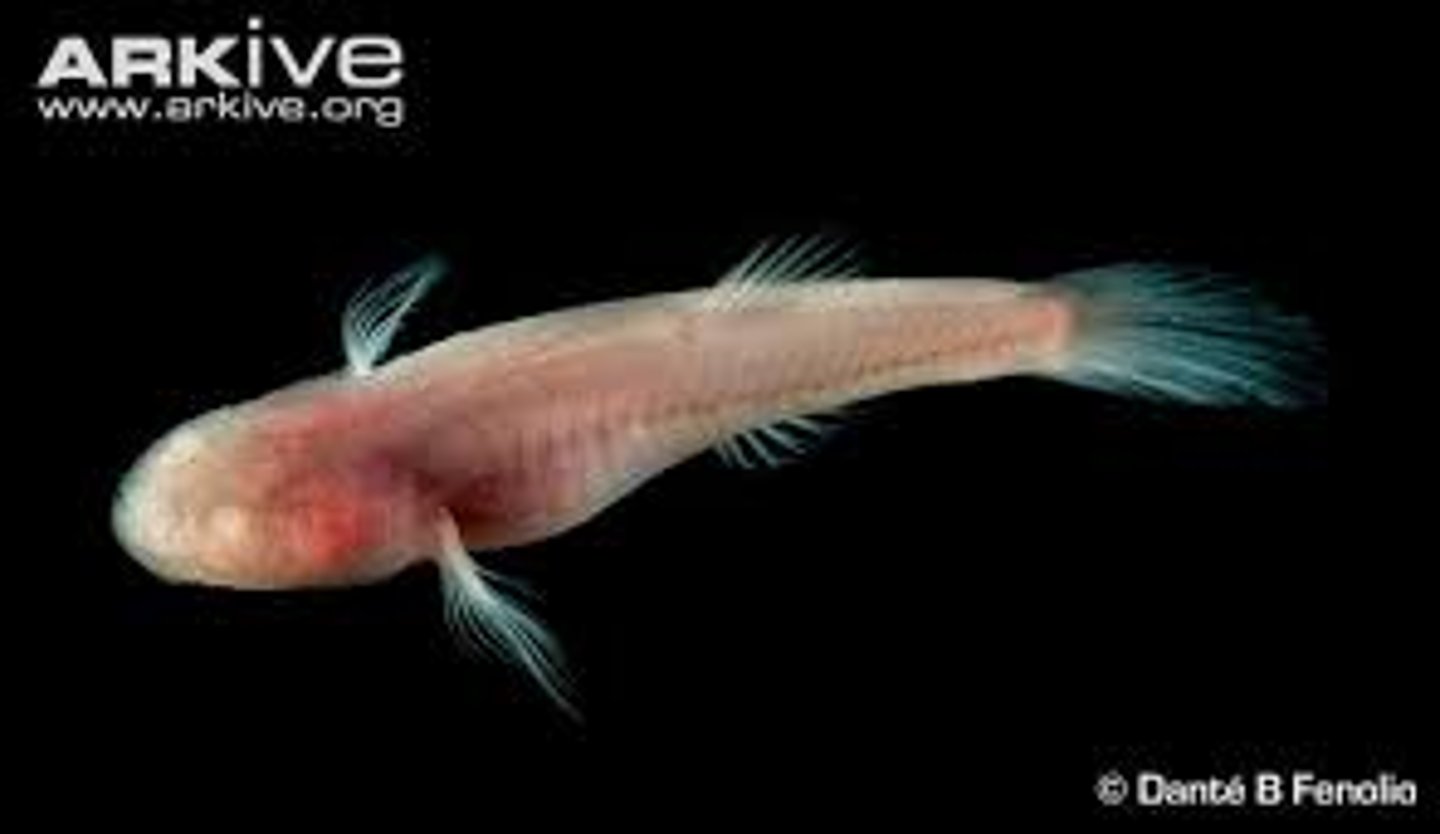 <p>Cavefishes, pirate perch, troutperches</p><p>-Anus located in throat</p><p>-Abdominal pelvic fin position</p><p>freshwater - Eastern North America</p><p>-Premaxilla non protrusible</p><p>-Scales ctenoids</p>