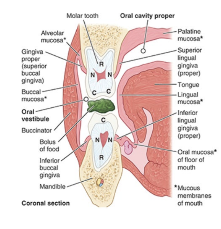 <p>oral vestibule - slit-like space between teeth/gums and lips/cheeks </p><p>oral cavity proper - space between upper and lower dental arches </p>