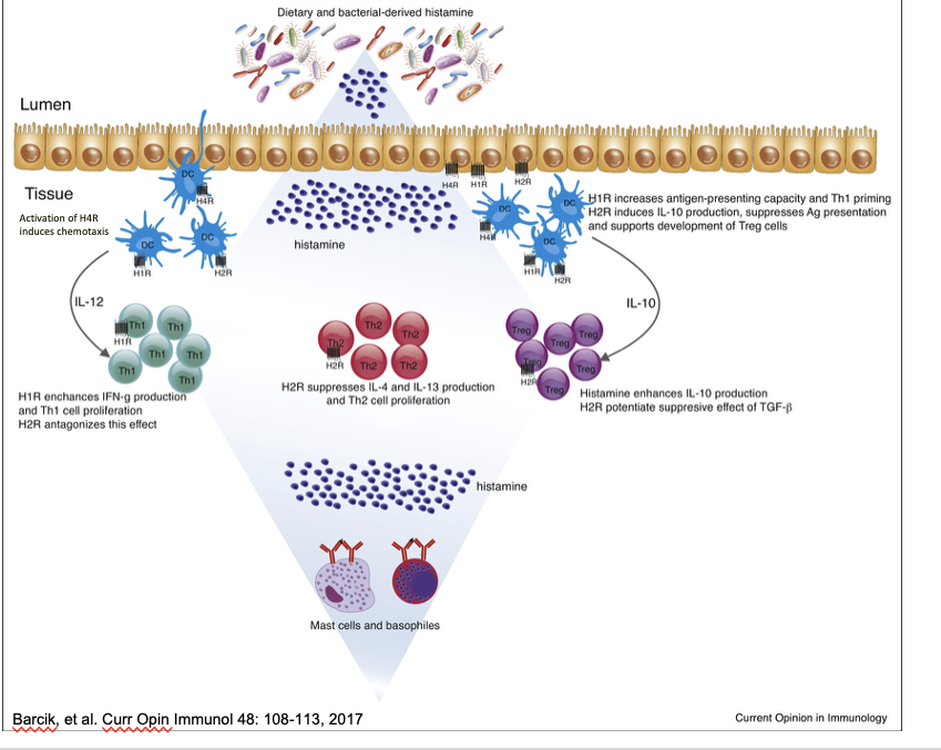 <ul><li><p>H1R</p><ul><li><p>DC cells express mutliple histamine receptors: H1R, H2R, H4R → activation of H4R on DCs leads to chemotaxis, attracting these cells into the tissue → IL-12 produced by DCs stimulate nearby Th1 that express H1R → enhances IFN-g production and Th1 cell proliferation → H2R <u>antagonizes</u> this effect</p></li><li><p>on DC cells → <u>increases</u> antigen-presenting capacity and Th1 priming</p></li></ul></li><li><p>H2R</p><ul><li><p>on Th2 cells → <u>suppresses</u> IL-4 and Il-13 production and Th2 cell proliferation</p></li><li><p>on DC cells H2R <u>induces</u> IL-10 production, <u>supresses</u> Ag presentation and <u>supports</u> development of T<sub>reg</sub> cells</p></li><li><p>on T<sub>reg</sub> cells → histamine enhances IL-10 production → H2R potentiate <u>suppressive</u> effect of TGF-<span>β</span></p></li></ul></li></ul><p></p>