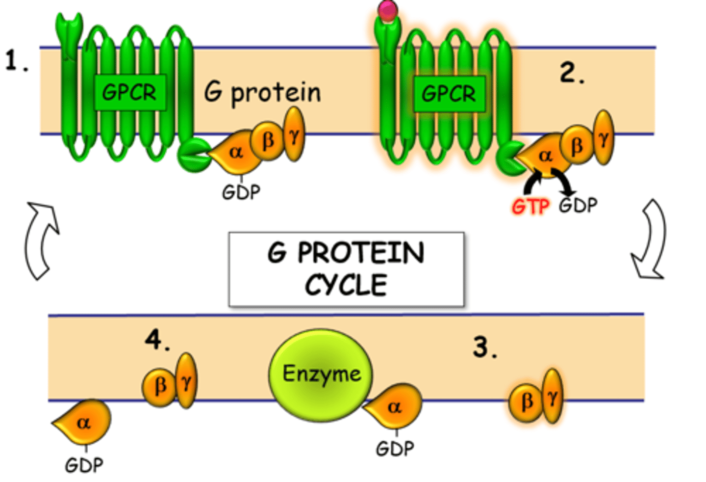 <p>1) Drug, endogenous mediator binds to GPCR </p><p>2) This causes a conformation change in the alpha helices of the GPCR</p><p>3) Nearby GTP activates the alpha portion of the G-protein causing it to fall away</p><p>4) Beta-gamma subunit moves across the membrane and the alpha subunit with GDP attached(of the G-protein) binds to its specific enzyme </p><p>5) After activating the enzyme, the alpha sub-unit cleaves off the attached GDP and it returns to the Beta-gamma subunit embedded in the membrane</p><p>6) The G-protein subunits rejoin the GPCR and the cycle can restart</p>