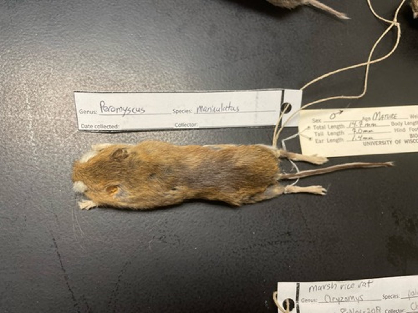 <p>Family: Cricetidae</p><p>Genus & Species: Peromyscus (maniculatus) (only know Genus, no species or common name)</p>