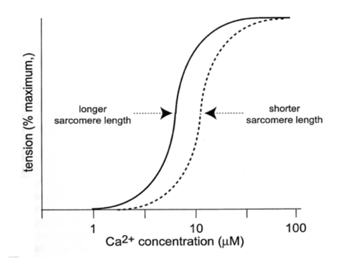 <p>Tension or force= occupancy of Site II on TnC, reorganization of troponin and tropomyosin, cross-bridge formation</p>
