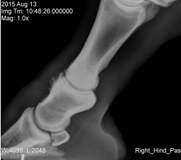 <p>AKP store husdyr blok 1 2024</p><p>Du foretager halthedsudredning af en 12 år gammel hest. Efter diagnostiske blokader finder du disse røntgenforandringer. Hvilken kombination af blokader kunne MEST SPECIFIKT lokalisere hestens halthed?</p><p>1 Ramusanalgesi og abaxial sesamoid analgesi </p><p>2 Hovledsanalgesi og kodeledsanalgesi </p><p>3 Ramusanalgesi og lav 6-punkts analgesi (ringblok over koden) </p><p>4 Hovledsanalgesi og lav 6-punkts analgesi (ringblok over koden)</p>