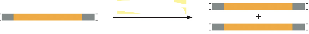 <p>segment of DNA containing a gene is copied one or more times in the genome.</p>