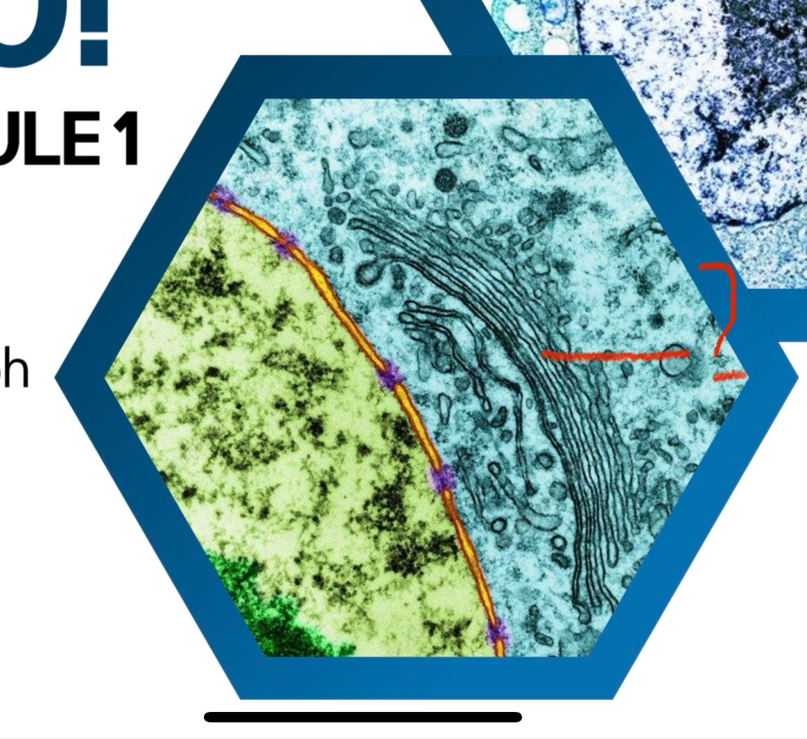<p>What cell structure is indicated in the picture?</p>