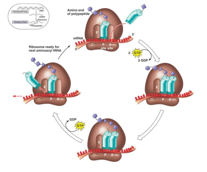 <ul><li><p>complex is ready</p></li><li><p>mRNA is read through&nbsp;</p></li><li><p>tRNA comes into A site and has matching anticodon&nbsp;</p></li><li><p>peptide bonds form between P site and A site junction</p></li><li><p>tRNA moves to p site, gives amino acid to subsequent tRNA </p></li><li><p>polypeptide chain is being built at the top</p></li><li><p>tRNA move to E site then leave ribosome</p></li><li><p>tRNA in A site moves to P site</p></li><li><p>new tRNA enters A site</p></li><li><p>continuously moving like factory line</p></li></ul><p></p>
