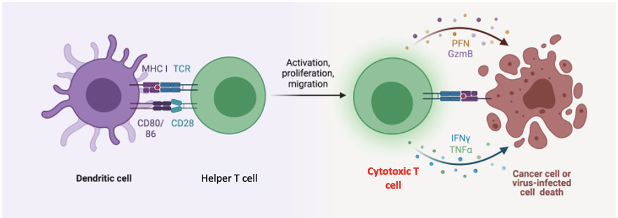 <p>Cytotoxic (killer) T cells:</p>