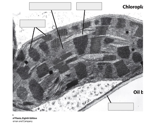 <p>Which is the Stroma, Cell wall, Grana Thylakoid, and Stroma thylakoid</p>
