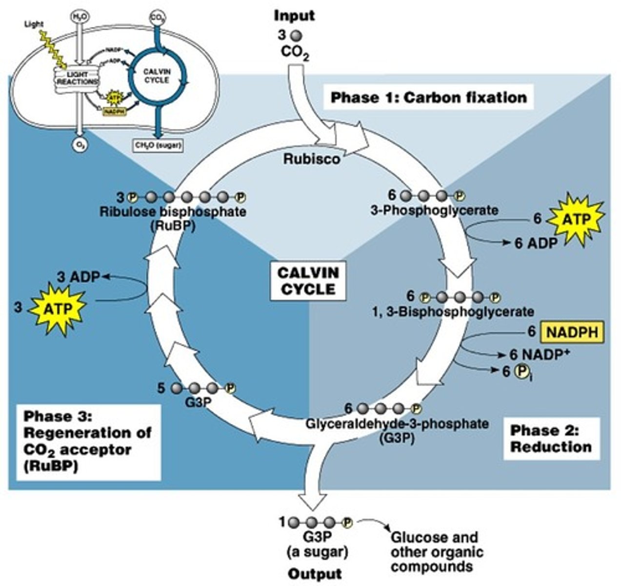 <p>Input: 6 CO2 (fixed to RuBP by Rubisco), ATP, NADPH</p><p>Output: 2 G3P = 1 glucose</p>