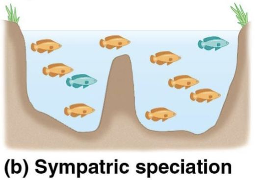 <p>Sympatric speciation</p>