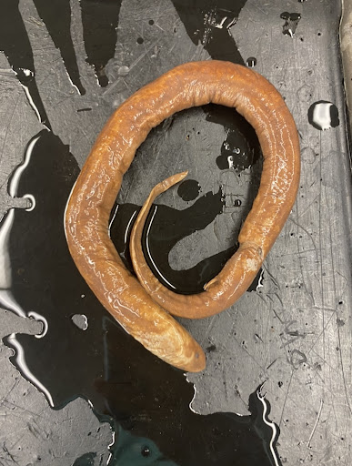 Two-toed Amphiuma (bite \= mean)
