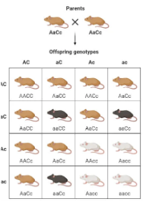 <p>The interaction of two or more genes to control a single phenotype. Usually, 1 gene masks another gene. In photo: cc is albino, regardless of the A allele</p>