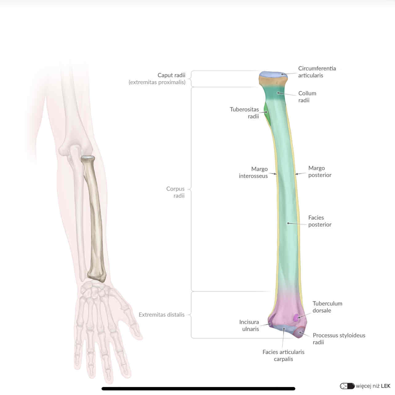 <p>tuberculum dorsale</p>