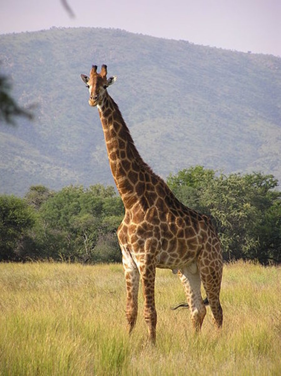 <p>This animal has a very long neck and lives in Africa.</p>