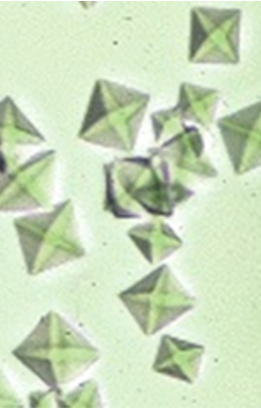 <p>What are the structures in the image shown?</p>