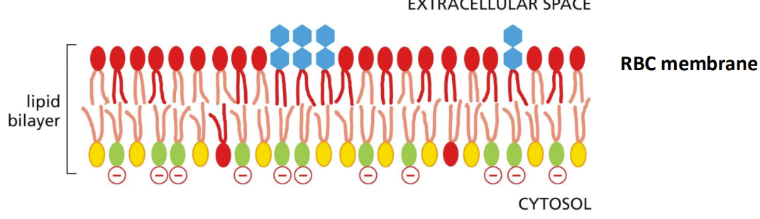 <p><span><u>Asymmetry </u>= crucial for converting extracellular signals into intracellular ones (and for marking dying cells)&nbsp;</span></p><ul><li><p class="Paragraph SCXW175763232 BCX0" style="text-align: left"><span>Makes charges between the two halves of the bilayer different&nbsp;</span></p></li></ul><ul><li><p class="Paragraph SCXW175763232 BCX0" style="text-align: left"><span>Asymmetrical monolayer&nbsp;</span></p></li></ul><p class="Paragraph SCXW175763232 BCX0" style="text-align: left"><span>Creates electrical chemical gradient&nbsp;</span></p>