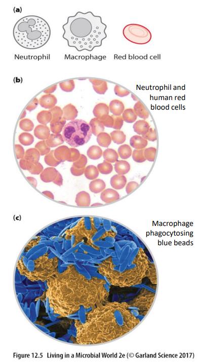 <p>Innate Immune Response</p>