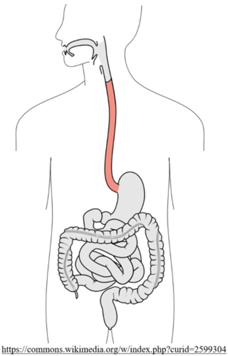 <p>esophagus</p>