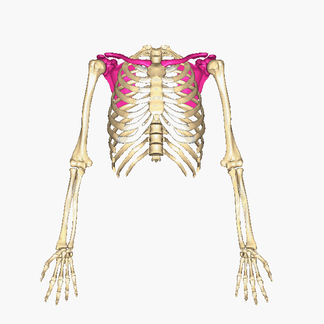 <p>Which bones make up the PECTORAL GIRDLE? (hint: list two names)</p>