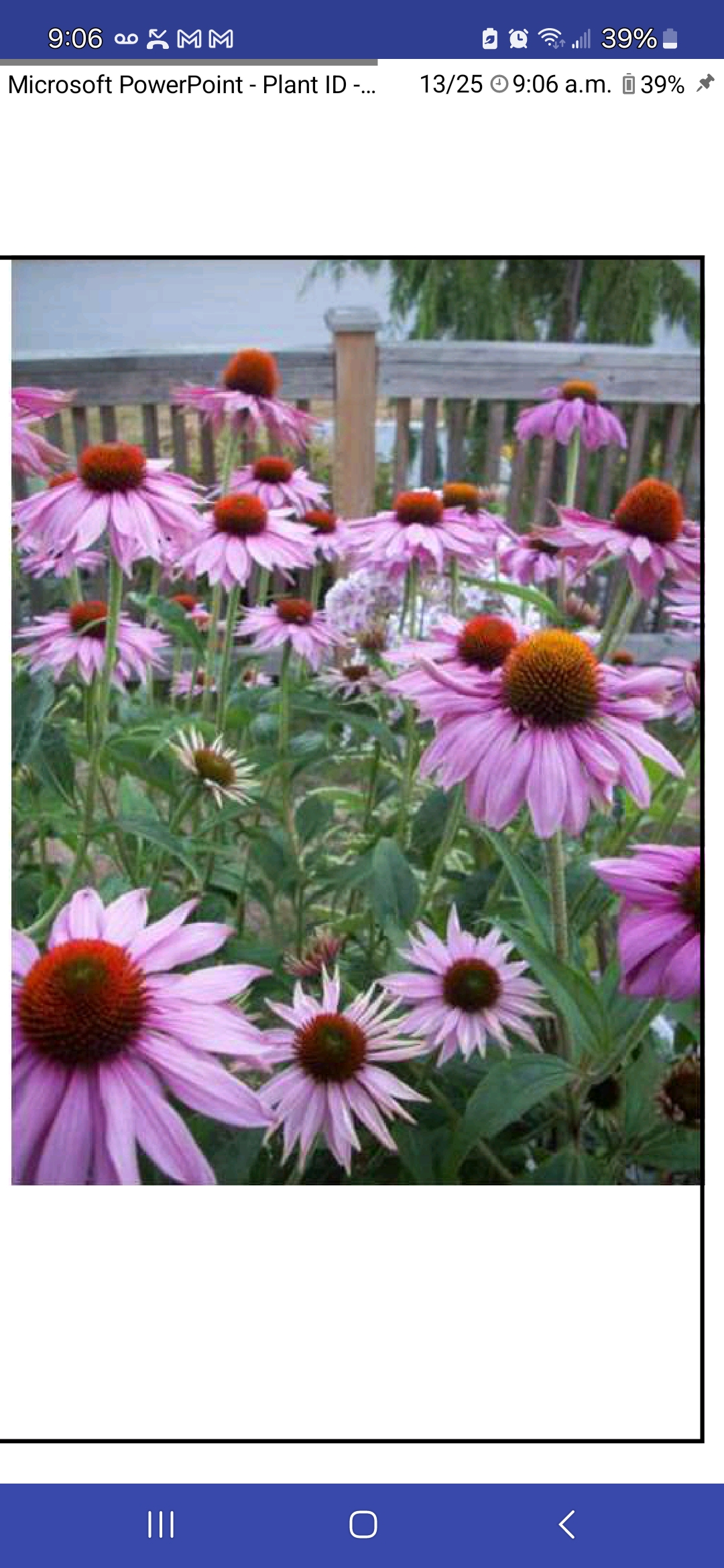 <p>Echinacea purpurea, Asteraceae</p>