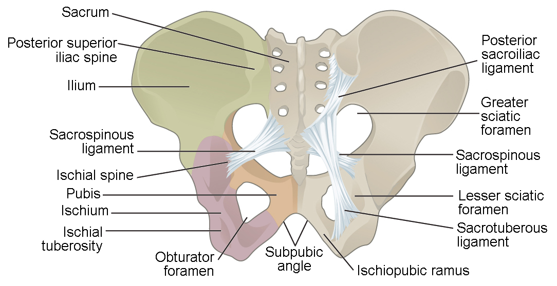 <ul><li><p>obturator foramen</p></li><li><p>acetabulum</p></li><li><p>sacroiliac joint</p></li></ul><p></p>