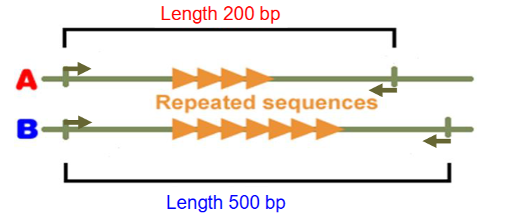 <p>Forensic DNA analysis of STRs</p><p></p>