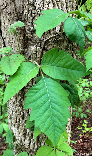 <p>Identify this species</p>