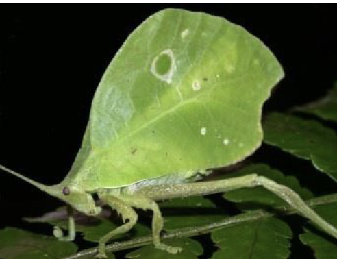 <p>grasshoppers, crickets, katydids</p><ul><li><p>1st pair of wings robust and leathery</p></li><li><p>2nd pair of wings membranous</p></li><li><p>stridulation</p></li><li><p>saltatorial hind legs&nbsp;</p></li></ul><p></p>