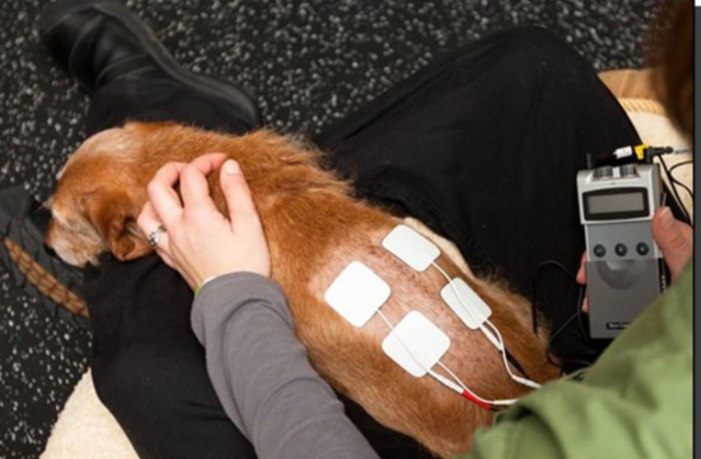 <p>What is this modality, using low level electrical current delivered via electrodes to stimulate endorphin release, providing IMMEDIATE analgesia for a short duration (1 hour)?</p>