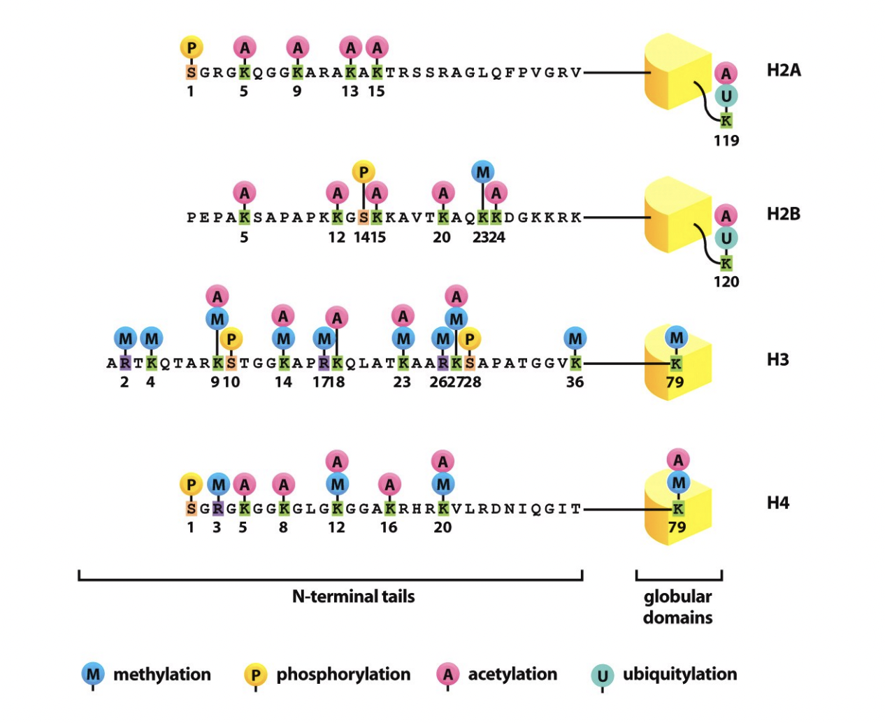 <p>HIstone H3:</p><ol><li><p><strong>methylated</strong> at<strong> lysine</strong>&nbsp;residue 9 (H3K9me)</p></li><li><p>bound by the HP1 heterochromatin protein</p></li><li><p>this HP1 itself brings with it<strong> other proteins</strong></p><ul><li><p>→ Act to<strong> SILENCE</strong>&nbsp;the DNA&nbsp;</p></li></ul></li></ol><p></p>