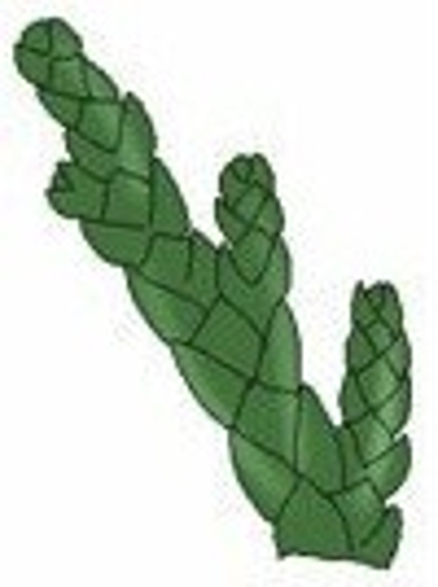 <p>almost like the scales of a fish</p>