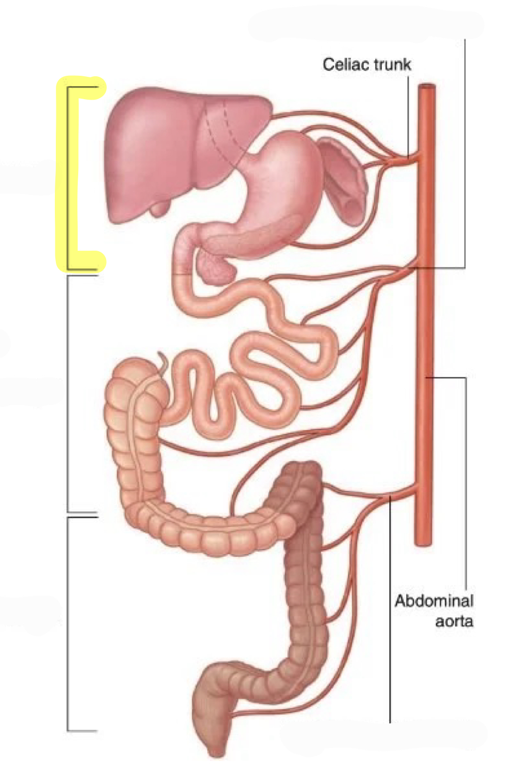 <p>celiac trunk and its branches<br>(highlighted: foregut)</p>
